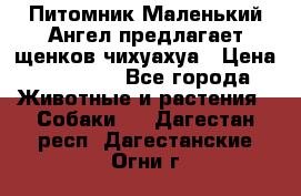 Питомник Маленький Ангел предлагает щенков чихуахуа › Цена ­ 10 000 - Все города Животные и растения » Собаки   . Дагестан респ.,Дагестанские Огни г.